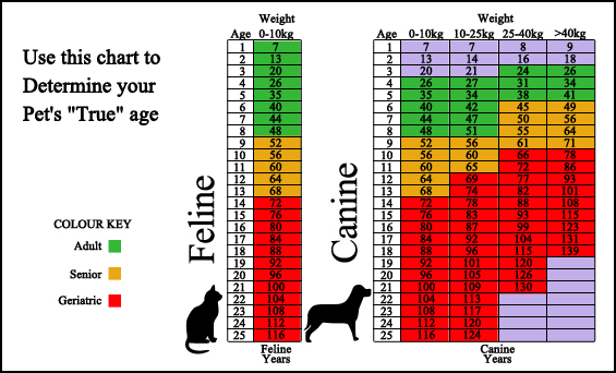 Veterinary Outpatient Surgical Center - Surveillance Screening