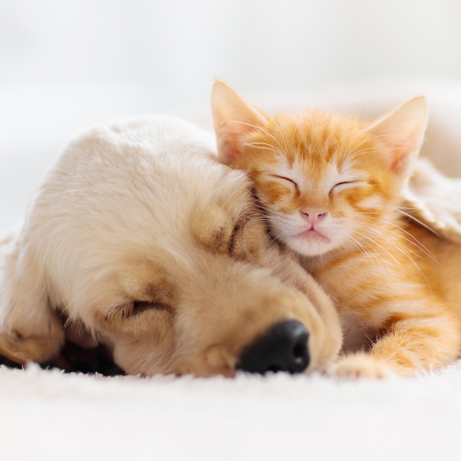 Pupp & Kitten Cuddling