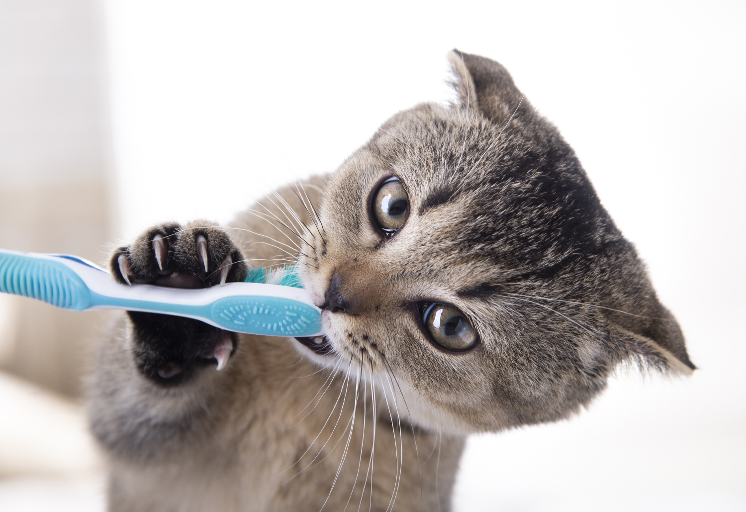 Cath with Toothbrush - Do I Really Need A Dental Cleaning for My Pet?