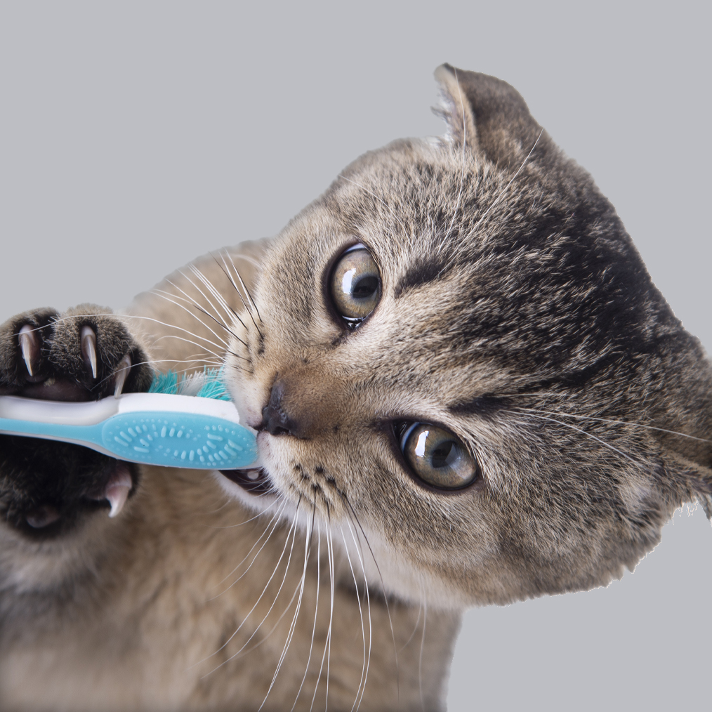 Cat having its teeth brushed