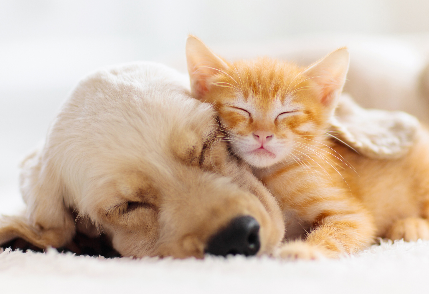 Puppy & Kitten Cuddling